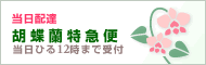 当日配達 | 胡蝶蘭特急便