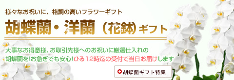 ビジネス花キューピット | 全国加盟店から新鮮なお花をお届け！ あらゆるビジネスシーンに最適なギフトをご用意しています。胡蝶蘭・花鉢