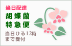 当日配達 | 胡蝶蘭特急便