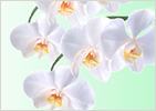 花鉢（胡蝶蘭・洋蘭）