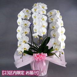 専用 3本立ち 大輪胡蝶蘭 クレイフラワー 710764.jpg