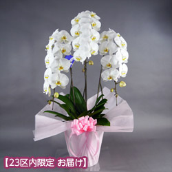 大輪胡蝶蘭 3本立（開花輪30輪以上）ピンク系ラッピング - 石毛洋蘭園