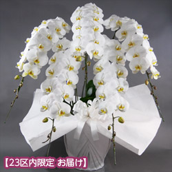 大輪胡蝶蘭 5本立（開花輪60輪以上）お供えラッピング - 石毛洋蘭園