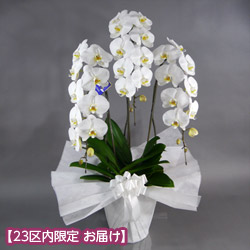 ネル！大輪胡蝶蘭３本立８寸陶器鉢入り新品ラッピング込み 710782.jpg