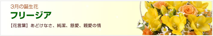 誕生花 3月（フリージア等）（法人）