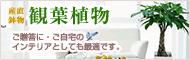 【産直鉢物観葉植物】生産者のから心をこめてお届けします