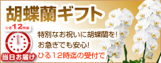 胡蝶蘭