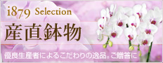 i879selection産直鉢物