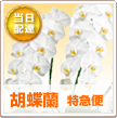 当日配達 胡蝶蘭 特急便