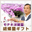 モテギ洋蘭園胡蝶蘭