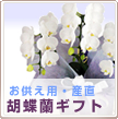 モテギ洋蘭園胡蝶蘭・産直お供え