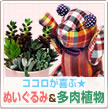 ぬいぐるみと多肉植物セット