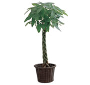 観葉植物イメージ