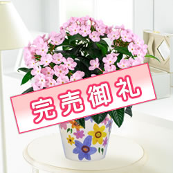 におい桜（ココ） 【陶器鉢】 710811｜敬老の日