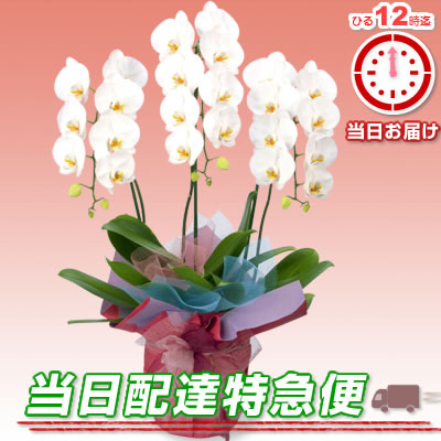 胡蝶蘭特急便