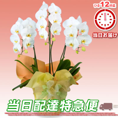 胡蝶蘭特急便