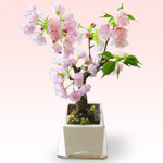 【ひな祭り 産直鉢物】旭山桜鉢（八重桜）