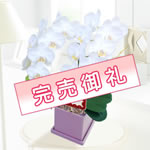 【受注延長】母の日胡蝶蘭（スーパーアマビリス）2本立　陶器鉢(薄ピンク)