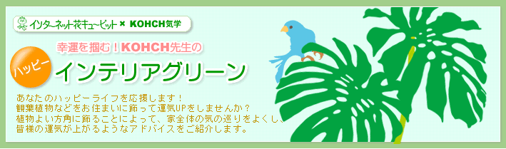 幸運を掴む！KOHCH先生のハッピーインテリアグリーン ||あなたのハッピーライフを応援します！観葉植物などをお住まいに飾って運気UPをしませんか？植物よい方角に飾ることによって、家全体の気の巡りをよくし、皆様の運気が上がるような方法をご提案します。