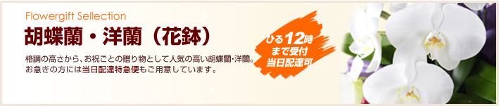 限定商品