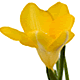 3月の誕生花フリージア