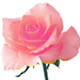 温かい心を花言葉に持つピンクバラ