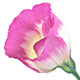 8月の誕生花トルコキキョウ