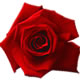愛情を花言葉に持つ赤バラ