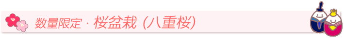 数量限定・旭山桜鉢