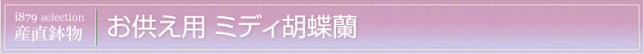 お供え用ミディ胡蝶蘭