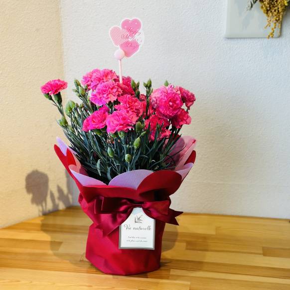 母の日 人気のカーネーション鉢（５号）ピンク　【花器＆ピック付】一般カテゴリー