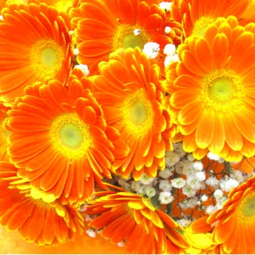 一般カテゴリー,《Bouquet》Gerbera Orange,花樹園