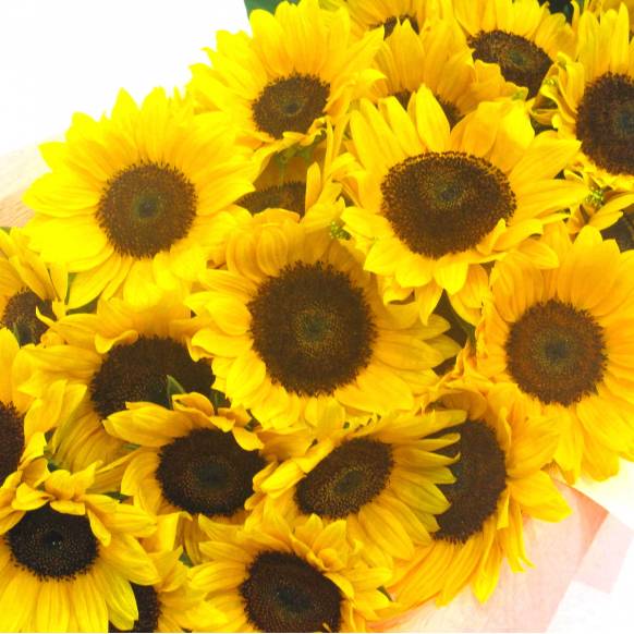 一般カテゴリー,《Bouquet》Sunflower 25,花樹園