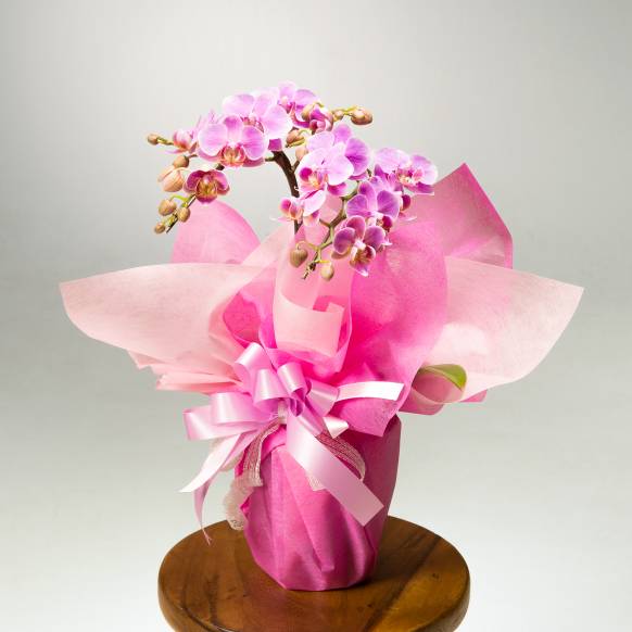 一般カテゴリー,《Phalaenopsis》Happy Pink/2FL,花樹園