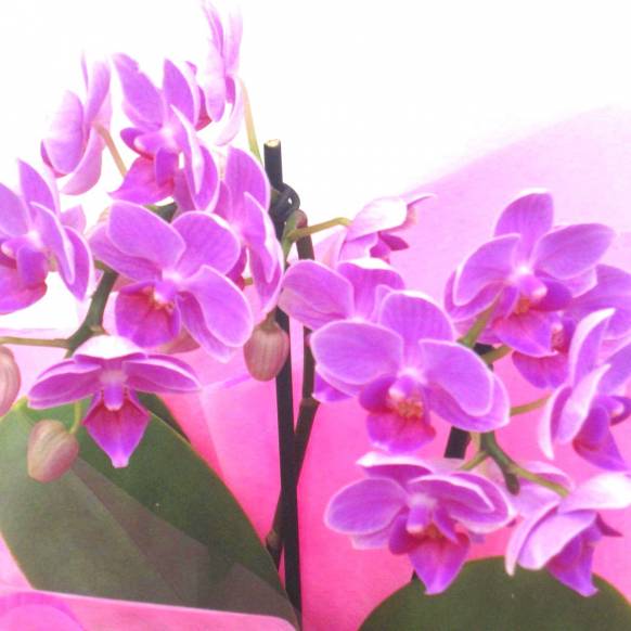 一般カテゴリー,《Phalaenopsis》Happy Pink/2FL,花樹園