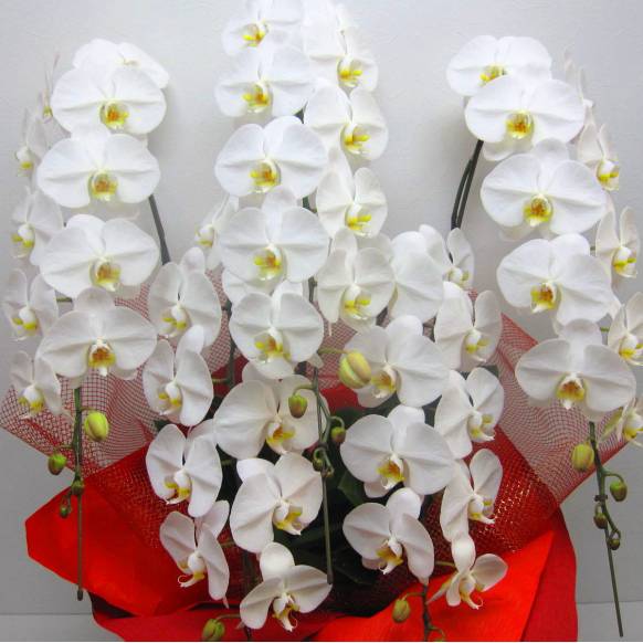 一般カテゴリー,高級胡蝶蘭5本立/大輪ホワイト(60輪以上) ,花樹園