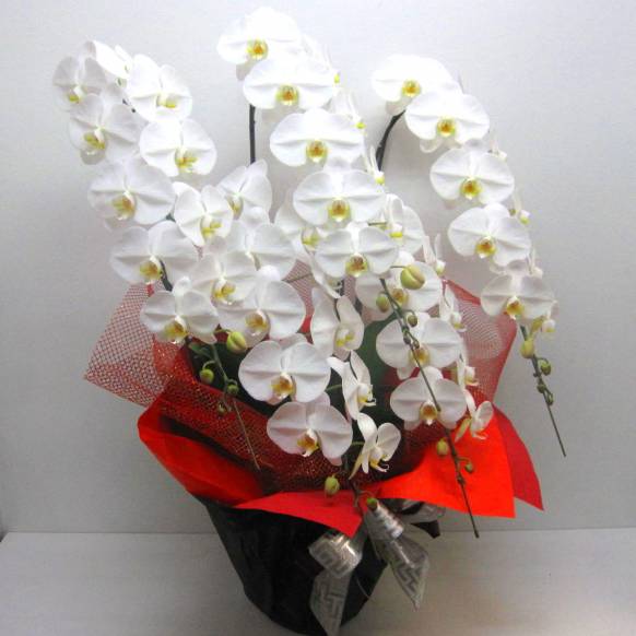 一般カテゴリー,高級胡蝶蘭5本立/大輪ホワイト(60輪以上) ,花樹園