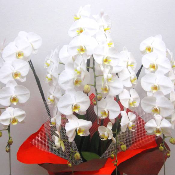 一般カテゴリー,高級胡蝶蘭5本立/大輪ホワイト(50輪以上) ,花樹園