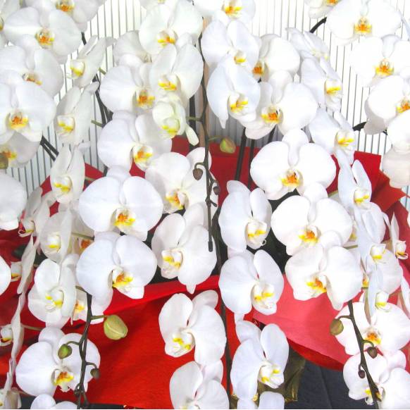 一般カテゴリー,高級胡蝶蘭10本立/大輪ホワイト(120輪以上) ,花樹園