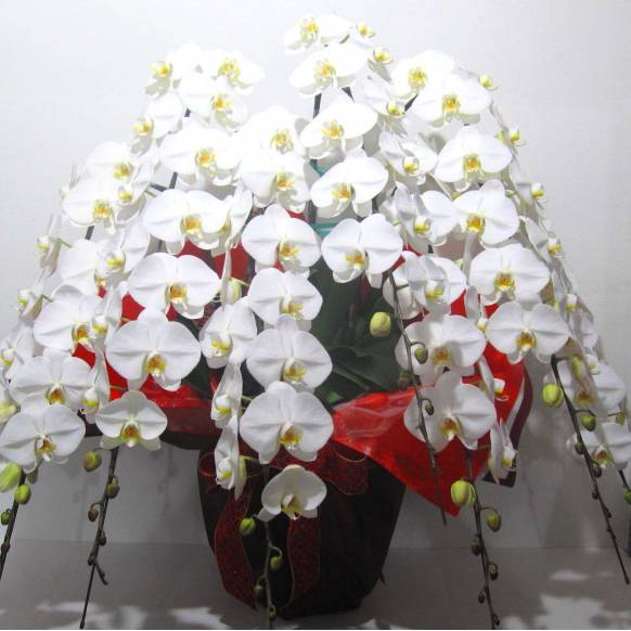高級胡蝶蘭7本立/大輪ホワイト(90輪以上) 一般カテゴリー