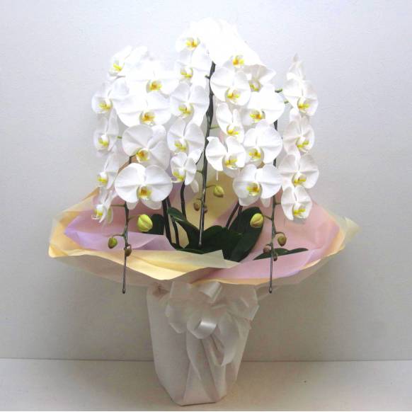 《Funal Phalaenopsis》Eternal White/3FL一般カテゴリー