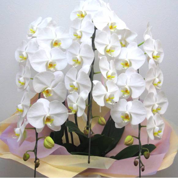 一般カテゴリー,《Funal Phalaenopsis》Eternal White/3FL,花樹園