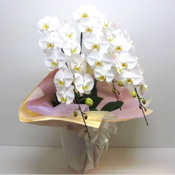 一般カテゴリー,《Funal Phalaenopsis》Eternal White/3FL,花樹園