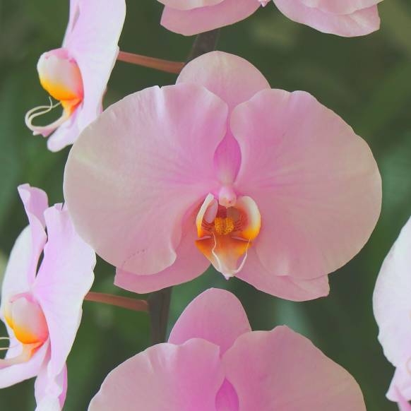 一般カテゴリー,《Phalaenopsis》Dream come true/3FL,花樹園