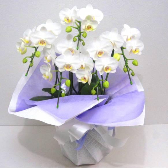 《Funal Phalaenopsis》Amatrice/5FL一般カテゴリー