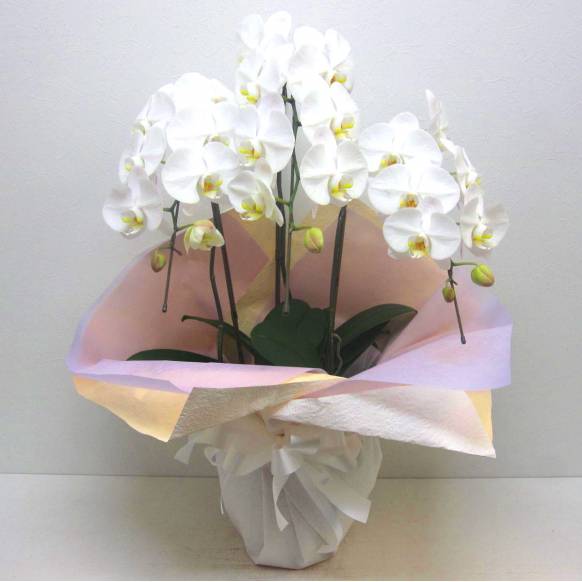 《Funal Phalaenopsis》Angel White/3FL一般カテゴリー