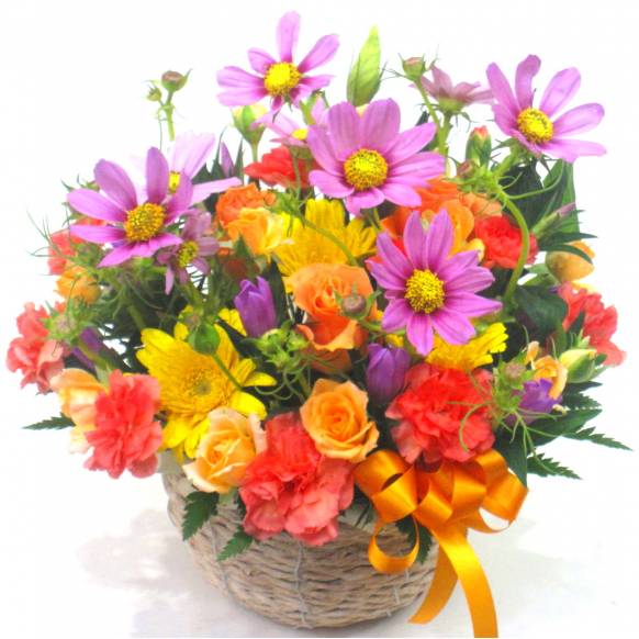 《Flower arrangement》Cosmos Field一般カテゴリー