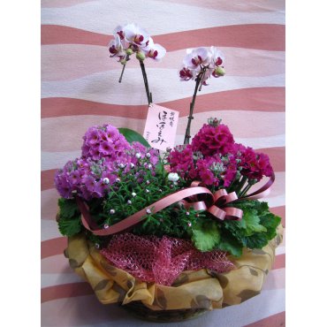 一般カテゴリー,ミニ胡蝶蘭と花鉢の寄せ鉢,メイク・ツルサキ