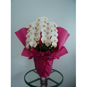 一般カテゴリー,白の胡蝶蘭（3本立ち）,花のキレイ舎