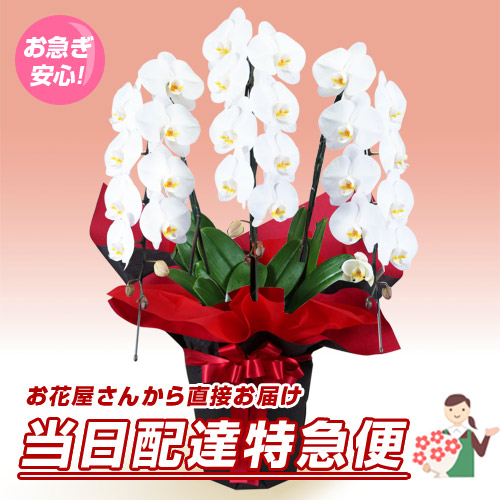 胡蝶蘭 洋蘭 ひる12時までなら 本日中に お祝いに最適な胡蝶蘭 コチョウラン をお届けします ビジネス花キューピット 公式サイト